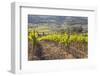 Vineyards Near to Montalcino, Val D'Orcia, UNESCO World Heritage Site, Tuscany, Italy, Europe-Julian Elliott-Framed Photographic Print