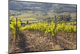 Vineyards Near to Montalcino, Val D'Orcia, UNESCO World Heritage Site, Tuscany, Italy, Europe-Julian Elliott-Mounted Photographic Print