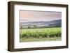 Vineyards Near to Montefalco, Umbria, Italy, Europe-Julian Elliott-Framed Photographic Print
