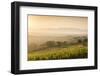 Vineyards Near to Montefalco, Umbria, Ittaly, Europe-Julian Elliott-Framed Photographic Print