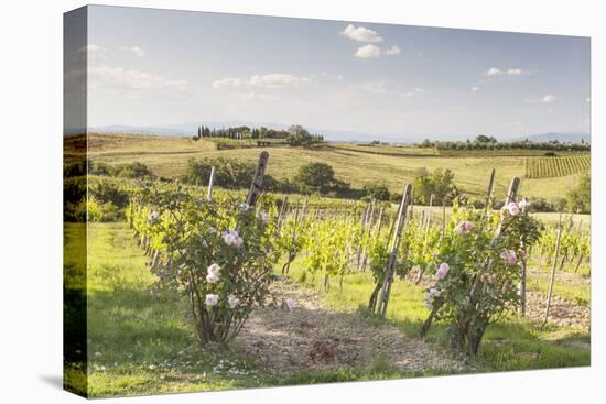 Vineyards Near to Montepulciano, Tuscany, Italy, Europe-Julian Elliott-Stretched Canvas