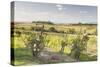 Vineyards Near to Montepulciano, Tuscany, Italy, Europe-Julian Elliott-Stretched Canvas