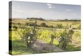 Vineyards Near to Montepulciano, Tuscany, Italy, Europe-Julian Elliott-Stretched Canvas