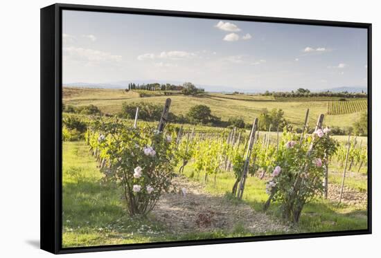 Vineyards Near to Montepulciano, Tuscany, Italy, Europe-Julian Elliott-Framed Stretched Canvas