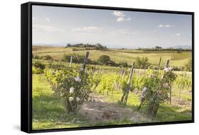 Vineyards Near to Montepulciano, Tuscany, Italy, Europe-Julian Elliott-Framed Stretched Canvas
