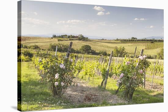 Vineyards Near to Montepulciano, Tuscany, Italy, Europe-Julian Elliott-Stretched Canvas