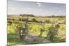 Vineyards Near to Montepulciano, Tuscany, Italy, Europe-Julian Elliott-Mounted Photographic Print