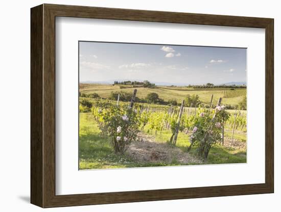 Vineyards Near to Montepulciano, Tuscany, Italy, Europe-Julian Elliott-Framed Photographic Print