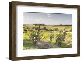 Vineyards Near to Montepulciano, Tuscany, Italy, Europe-Julian Elliott-Framed Photographic Print