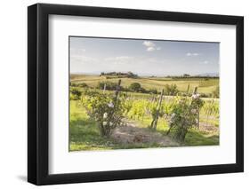 Vineyards Near to Montepulciano, Tuscany, Italy, Europe-Julian Elliott-Framed Photographic Print