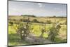 Vineyards Near to Montepulciano, Tuscany, Italy, Europe-Julian Elliott-Mounted Photographic Print