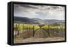 Vineyards Near to Montepulciano, Val D'Orcia, UNESCO World Heritage Site, Tuscany, Italy, Europe-Julian Elliott-Framed Stretched Canvas