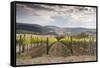 Vineyards Near to Montepulciano, Val D'Orcia, UNESCO World Heritage Site, Tuscany, Italy, Europe-Julian Elliott-Framed Stretched Canvas