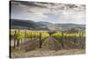 Vineyards Near to Montepulciano, Val D'Orcia, UNESCO World Heritage Site, Tuscany, Italy, Europe-Julian Elliott-Stretched Canvas