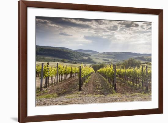 Vineyards Near to Montepulciano, Val D'Orcia, UNESCO World Heritage Site, Tuscany, Italy, Europe-Julian Elliott-Framed Photographic Print