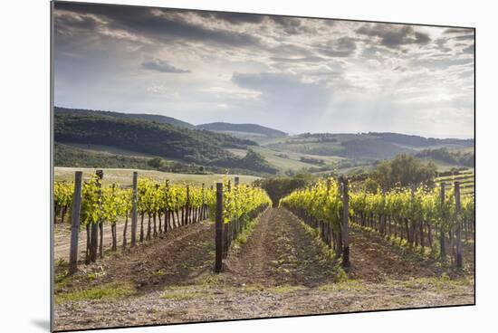 Vineyards Near to Montepulciano, Val D'Orcia, UNESCO World Heritage Site, Tuscany, Italy, Europe-Julian Elliott-Mounted Photographic Print