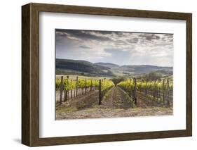 Vineyards Near to Montepulciano, Val D'Orcia, UNESCO World Heritage Site, Tuscany, Italy, Europe-Julian Elliott-Framed Photographic Print