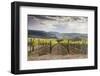 Vineyards Near to Montepulciano, Val D'Orcia, UNESCO World Heritage Site, Tuscany, Italy, Europe-Julian Elliott-Framed Photographic Print