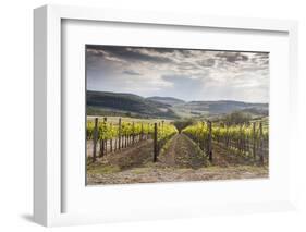 Vineyards Near to Montepulciano, Val D'Orcia, UNESCO World Heritage Site, Tuscany, Italy, Europe-Julian Elliott-Framed Photographic Print