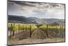 Vineyards Near to Montepulciano, Val D'Orcia, UNESCO World Heritage Site, Tuscany, Italy, Europe-Julian Elliott-Mounted Photographic Print