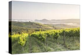 Vineyards near to Orveito, Umbria, Italy, Europe-Julian Elliott-Stretched Canvas