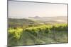 Vineyards near to Orveito, Umbria, Italy, Europe-Julian Elliott-Mounted Photographic Print