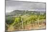 Vineyards Near to San Gimignano, Tuscany, Italy, Europe-Copyright: Julian-Mounted Photographic Print