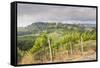 Vineyards Near to San Gimignano, Tuscany, Italy, Europe-Copyright: Julian-Framed Stretched Canvas