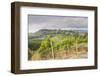 Vineyards Near to San Gimignano, Tuscany, Italy, Europe-Copyright: Julian-Framed Photographic Print