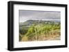 Vineyards Near to San Gimignano, Tuscany, Italy, Europe-Copyright: Julian-Framed Photographic Print