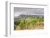 Vineyards Near to San Gimignano, Tuscany, Italy, Europe-Copyright: Julian-Framed Photographic Print