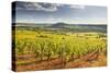 Vineyards Near to the Beaux Village De France of Vezelay in the Yonne Area-Julian Elliott-Stretched Canvas