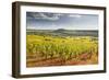 Vineyards Near to the Beaux Village De France of Vezelay in the Yonne Area-Julian Elliott-Framed Photographic Print