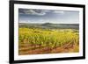 Vineyards Near to the Beaux Village De France of Vezelay in the Yonne Area-Julian Elliott-Framed Photographic Print