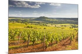 Vineyards Near to the Beaux Village De France of Vezelay in the Yonne Area-Julian Elliott-Mounted Photographic Print