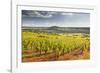 Vineyards Near to the Beaux Village De France of Vezelay in the Yonne Area-Julian Elliott-Framed Photographic Print