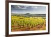 Vineyards Near to the Beaux Village De France of Vezelay in the Yonne Area-Julian Elliott-Framed Photographic Print