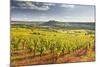Vineyards Near to the Beaux Village De France of Vezelay in the Yonne Area-Julian Elliott-Mounted Photographic Print
