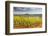 Vineyards Near to the Beaux Village De France of Vezelay in the Yonne Area-Julian Elliott-Framed Premium Photographic Print