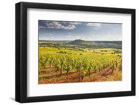 Vineyards Near to the Beaux Village De France of Vezelay in the Yonne Area-Julian Elliott-Framed Premium Photographic Print