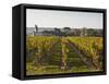 Vineyards Near to the Chateau of Chinon, Indre-Et-Loire, Loire Valley, France, Europe-Julian Elliott-Framed Stretched Canvas