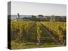 Vineyards Near to the Chateau of Chinon, Indre-Et-Loire, Loire Valley, France, Europe-Julian Elliott-Stretched Canvas