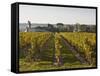 Vineyards Near to the Chateau of Chinon, Indre-Et-Loire, Loire Valley, France, Europe-Julian Elliott-Framed Stretched Canvas