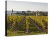 Vineyards Near to the Chateau of Chinon, Indre-Et-Loire, Loire Valley, France, Europe-Julian Elliott-Stretched Canvas