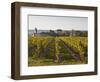Vineyards Near to the Chateau of Chinon, Indre-Et-Loire, Loire Valley, France, Europe-Julian Elliott-Framed Photographic Print