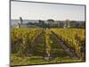 Vineyards Near to the Chateau of Chinon, Indre-Et-Loire, Loire Valley, France, Europe-Julian Elliott-Mounted Photographic Print