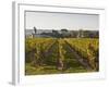 Vineyards Near to the Chateau of Chinon, Indre-Et-Loire, Loire Valley, France, Europe-Julian Elliott-Framed Photographic Print