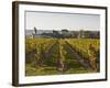 Vineyards Near to the Chateau of Chinon, Indre-Et-Loire, Loire Valley, France, Europe-Julian Elliott-Framed Photographic Print