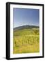 Vineyards Near to the Hilltop Village of Vezelay in the Yonne Area of Burgundy, France, Europe-Julian Elliott-Framed Photographic Print