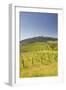 Vineyards Near to the Hilltop Village of Vezelay in the Yonne Area of Burgundy, France, Europe-Julian Elliott-Framed Photographic Print